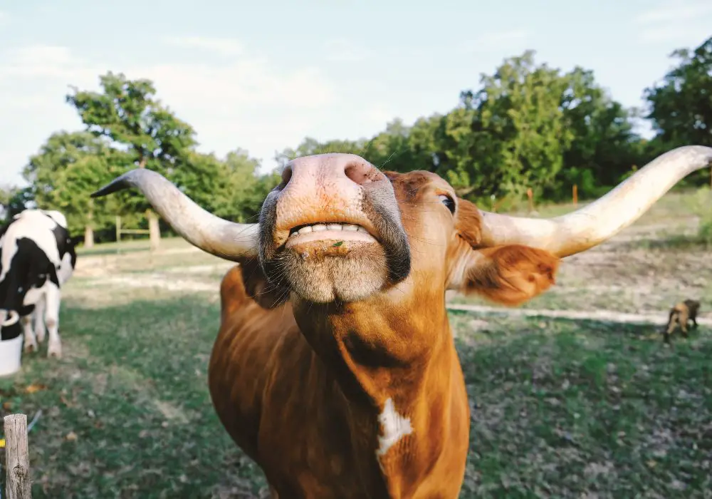 Are herbivore teeth very strong?