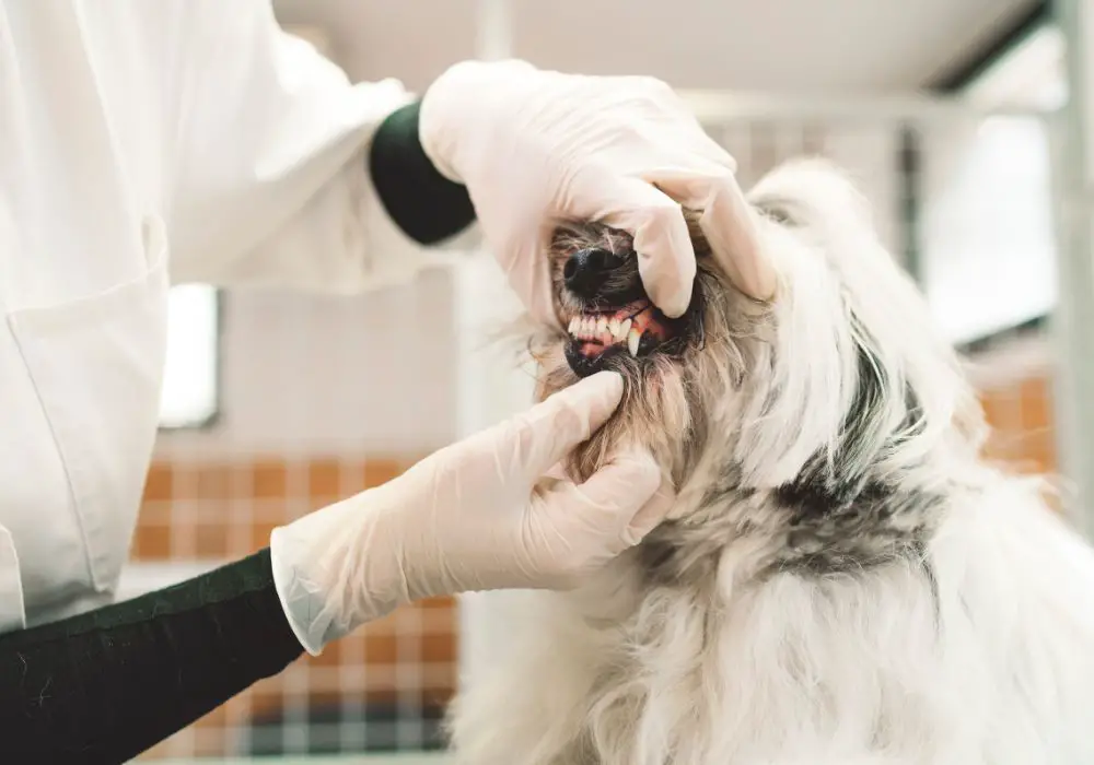Are there any risks to teeth chattering in dogs?