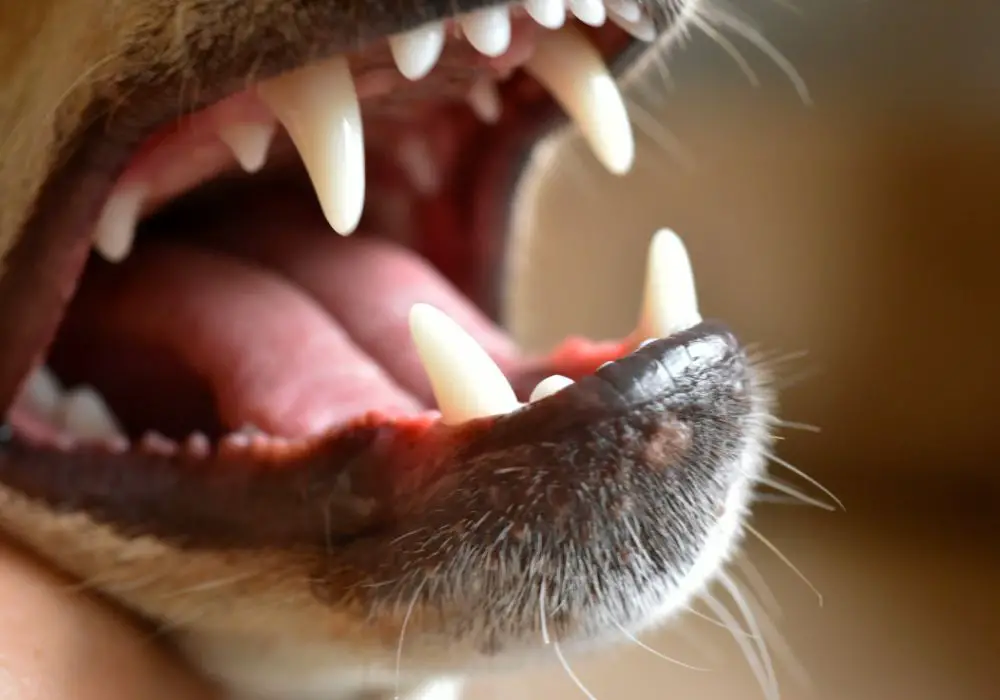 Are there any risks with retaining deciduous canines