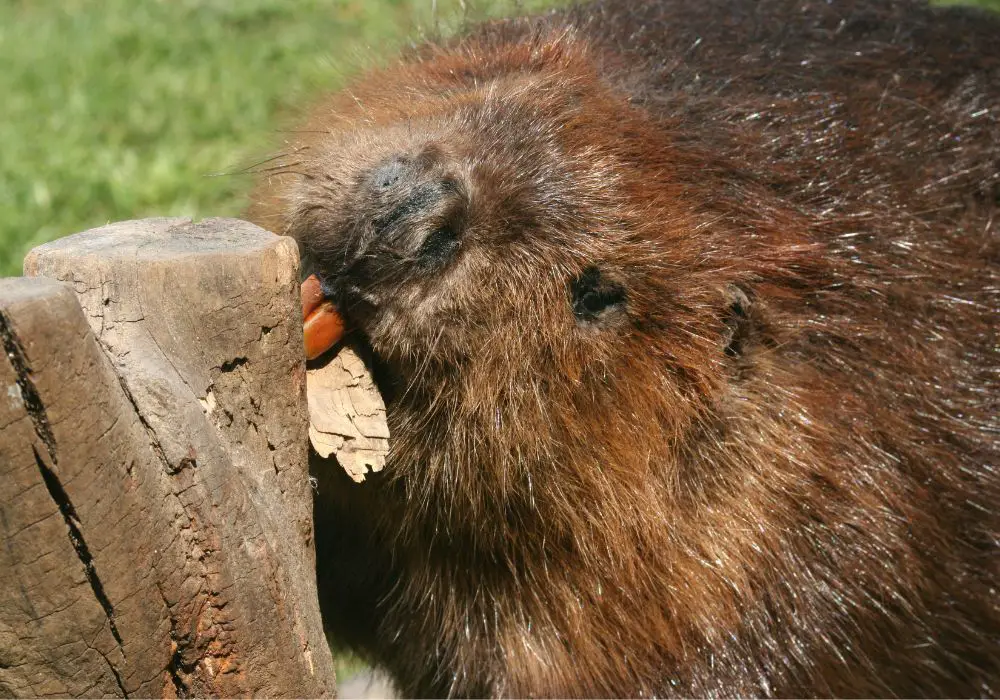 Beaver Teeth Structure