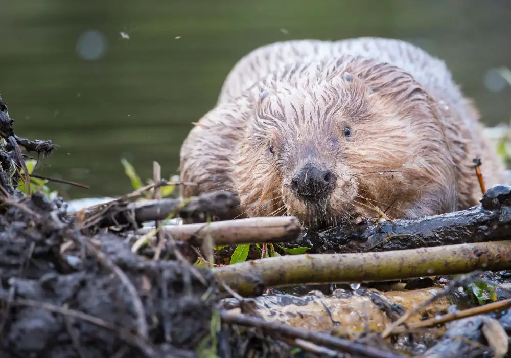 Beaver Tooth Maintenance