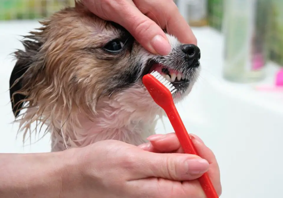 Can You Brush Your Dog's Teeth With Human Toothpaste? (Ultimate Guide)