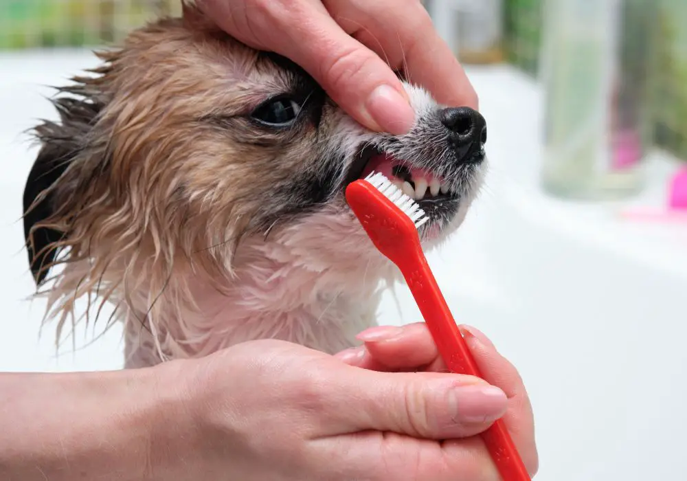 Benefits of Special Dog Toothpaste