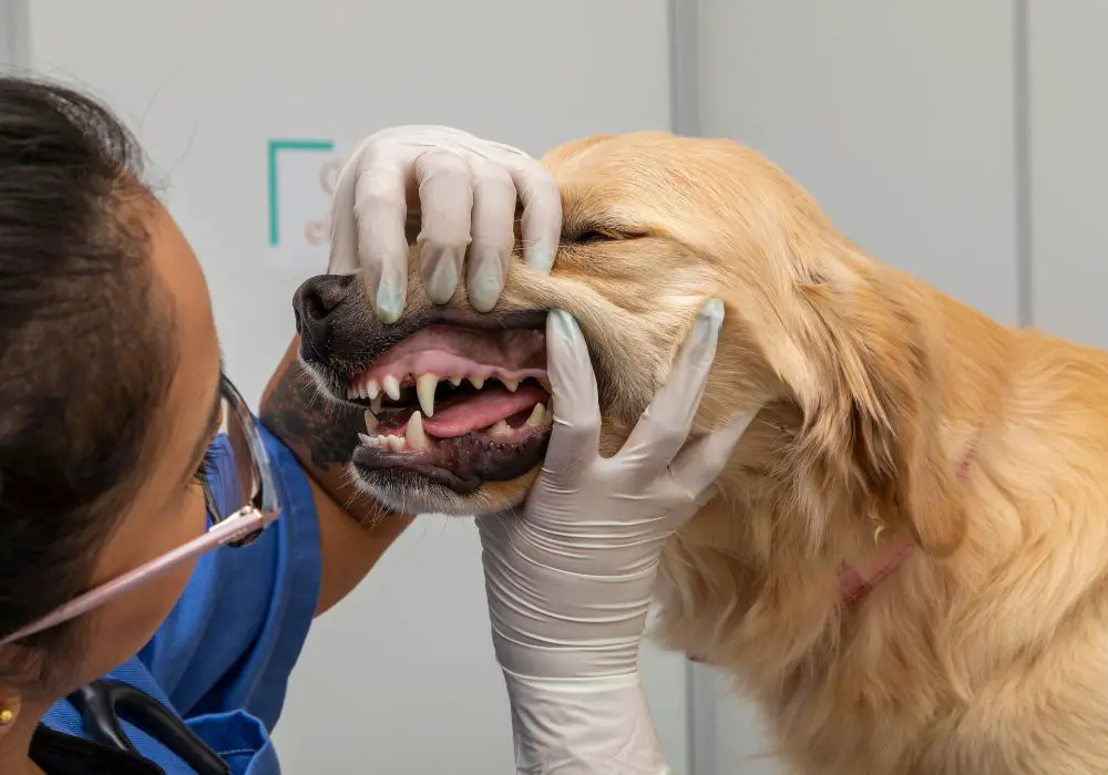 Brushing Your Dog's Teeth - The Gold Standard