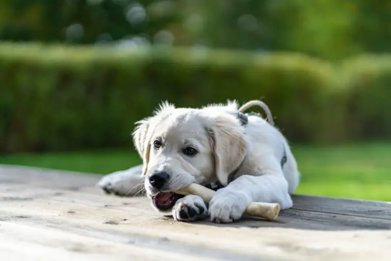 Can Dogs Without Teeth Eat Bones? (Everything You Need To Know)