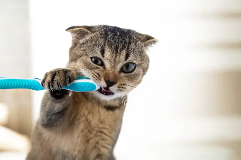 Can I Use Human Toothpaste On My Cat? (Everything You Need To Know)