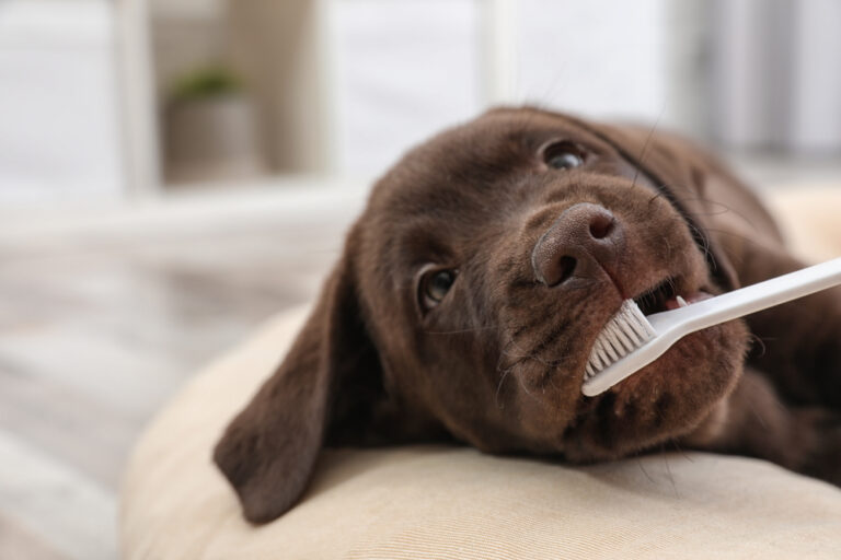 Can I Safely Use a Regular Toothbrush to Brush My Puppy’s Teeth?