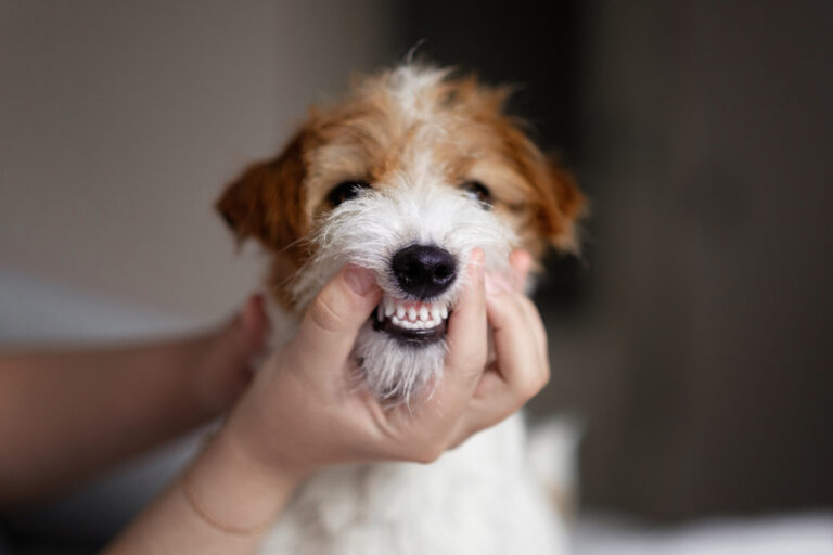 Can Puppy Have Yellow on Teeth? An In-Depth Look at Puppy Dental Health