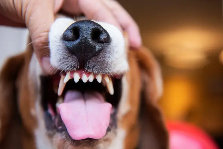 Can You Brush Your Dog’s Teeth With Human Toothpaste? (Ultimate Guide)