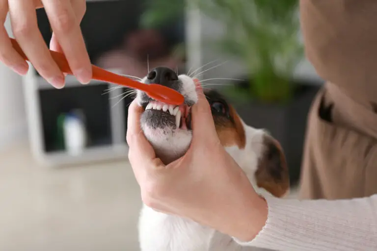 Can You Brush a Dog’s Teeth with Regular Toothpaste? A Guide to Keeping Your Dog’s Teeth Clean and Healthy