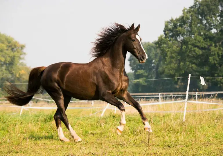 Can a horse survive with no front teeth? (Explained)