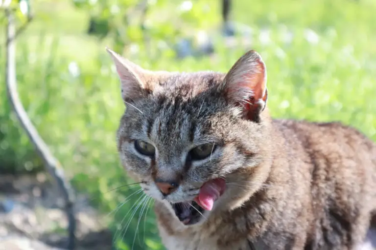 Can cats hunt without teeth? how to care for toothless cats?