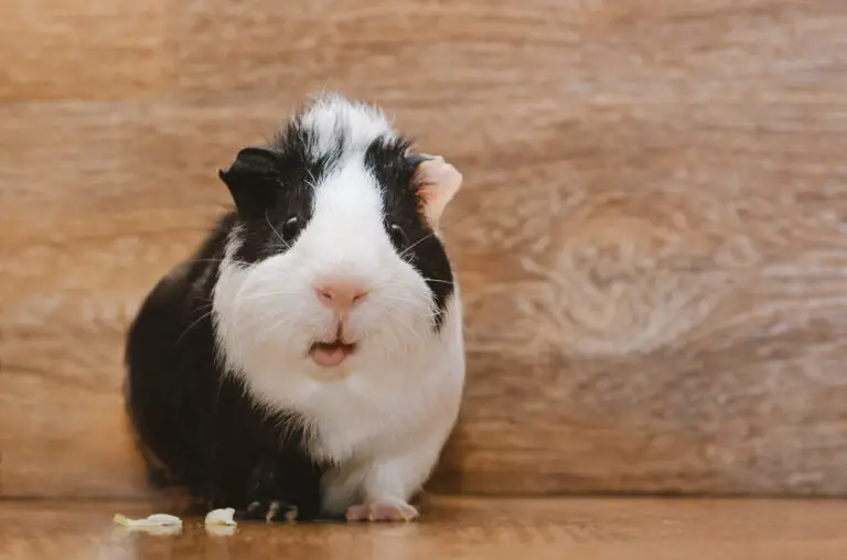 Can Guinea Pigs Survive Without Teeth? Expert Answers and Care Tips