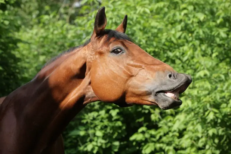 Can horses live with no teeth?