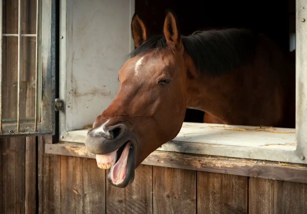 Can horses survive with no teeth