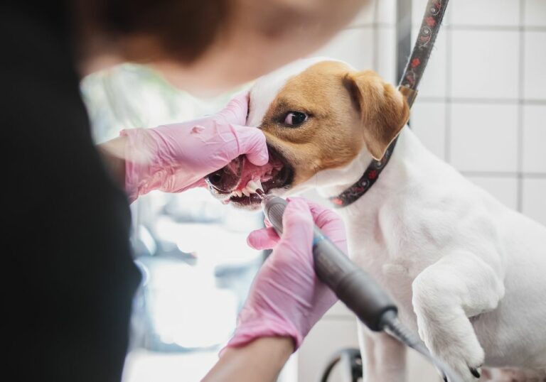 Can Vet Clean Dogs Teeth Without Anesthesia? (Pros & Cons)