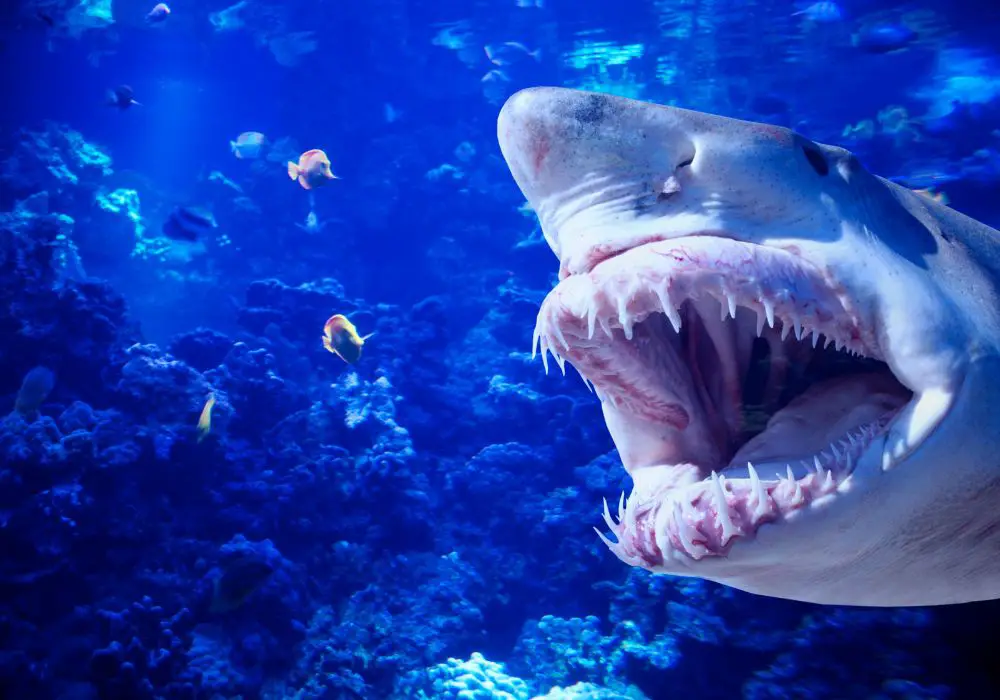 Can you determine a great white shark's age from its teeth?