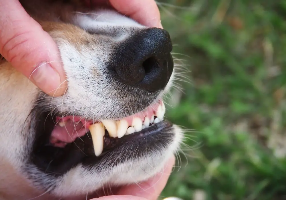 Caring For a Dog with Bruxism at Home