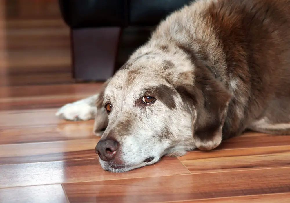 Caring for senior dogs without teeth