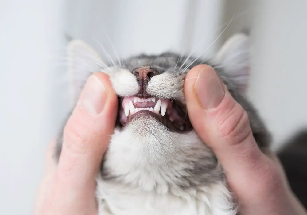 Cats' natural hunting and eating behaviors clean teeth