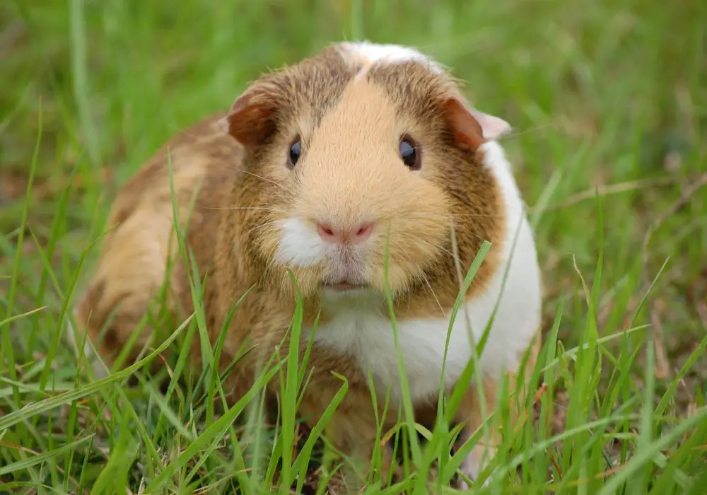 Causes of Teeth Loss in Guinea Pigs