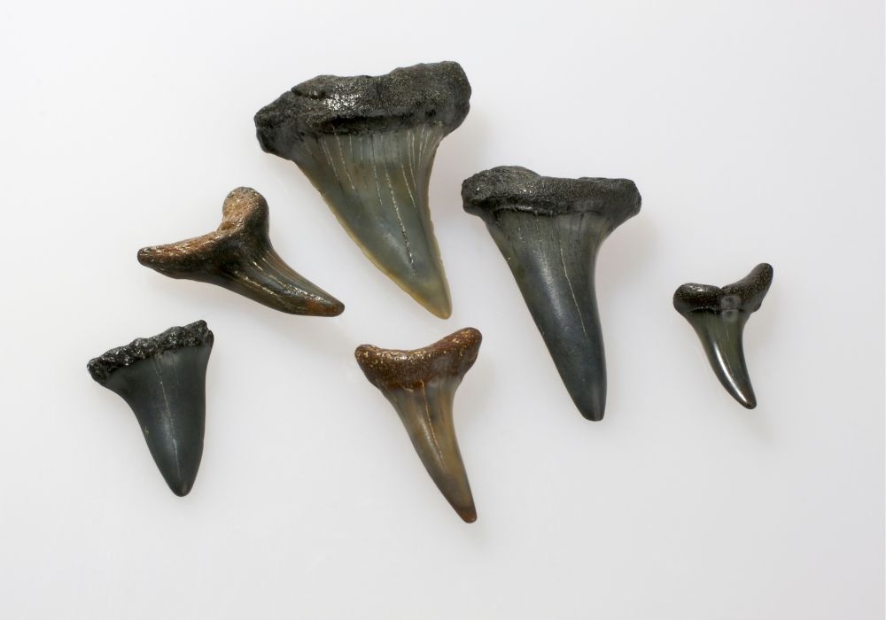 Why Are Shark Teeth Black At Myrtle Beach? (Everything You Want To Know)