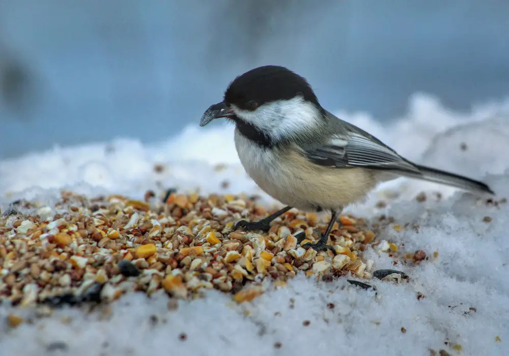 Chewing and grinding - How birds mechanically digest without teeth