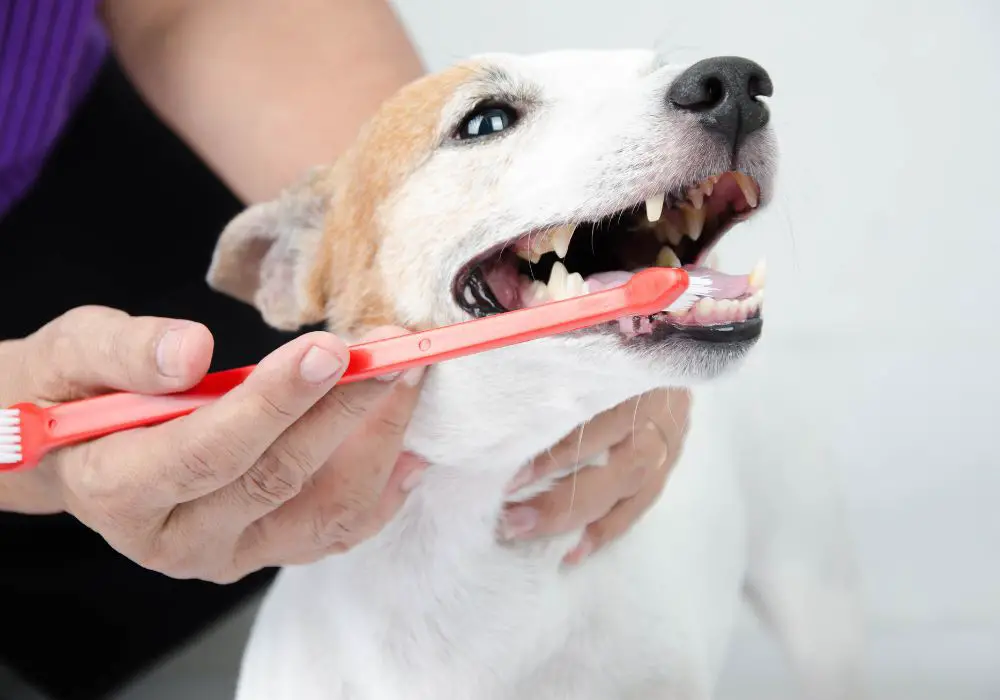 Choosing the Right Toothbrush for Your Puppy