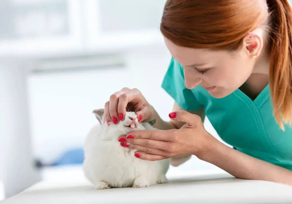 Common Dental Issues in Rabbits