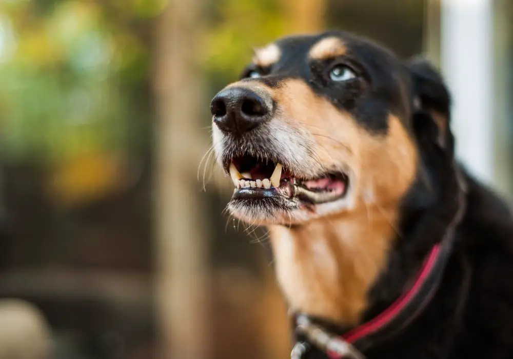 Common reasons dogs bare teeth while playing