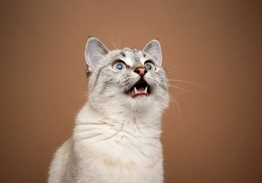 Common triggers for teeth chattering in cats
