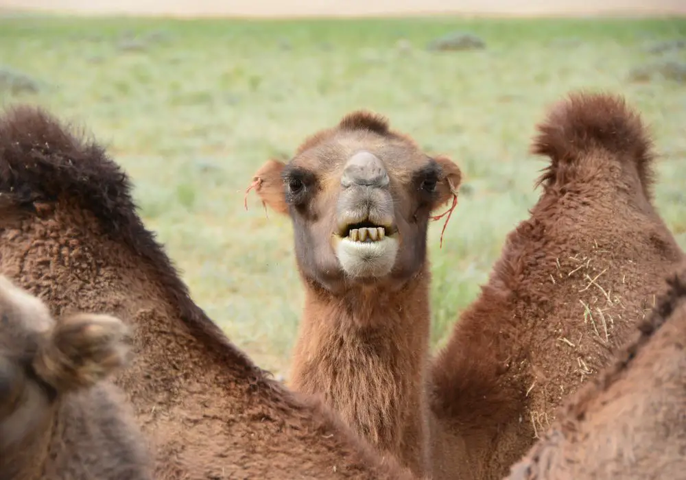 Comparing Camel Teeth to Carnivores