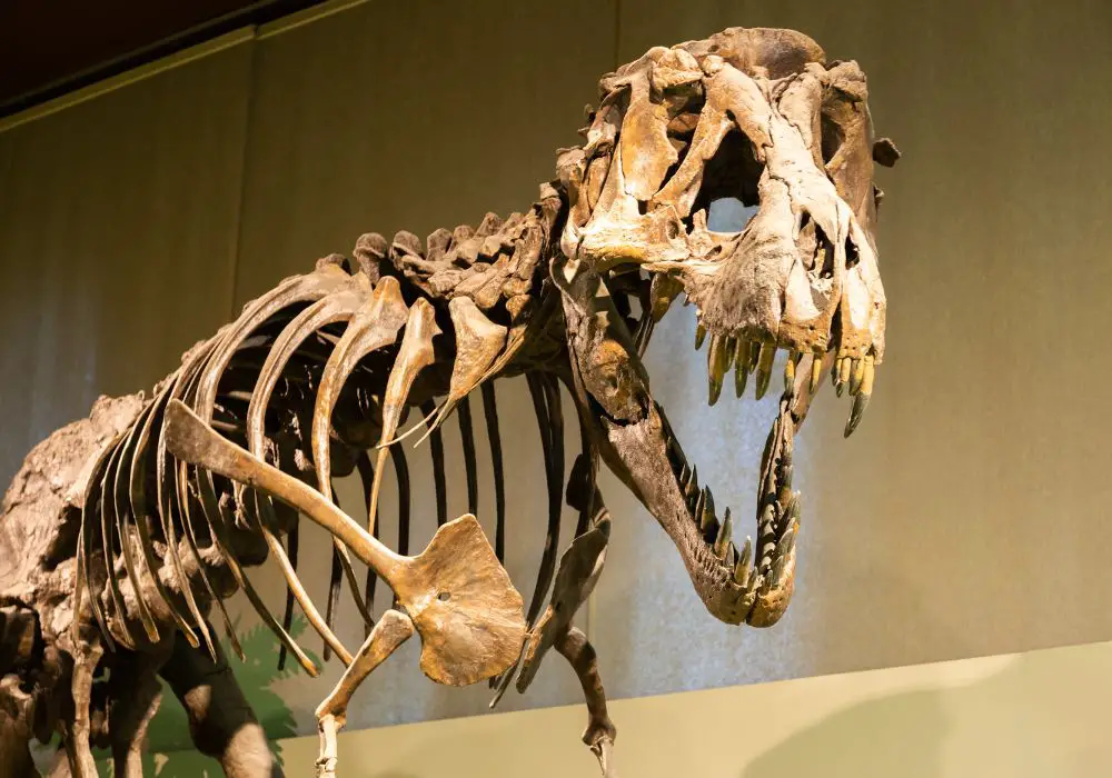Conclusions on Tyrannosaurus rex Teeth