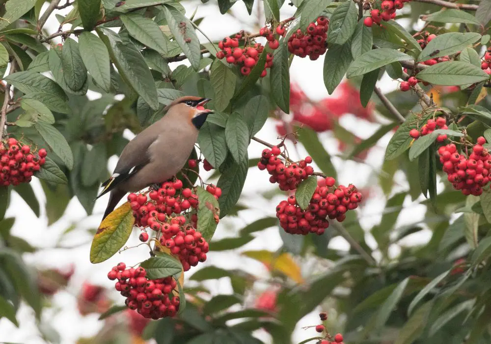 Could birds re-evolve teeth from genetic remnants?