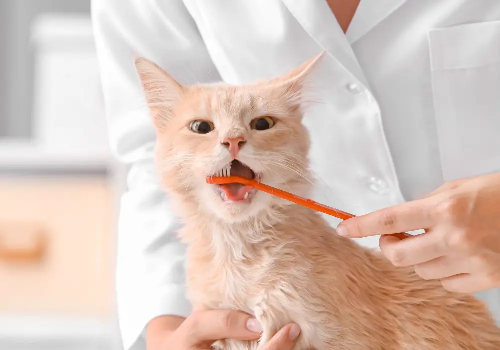 Dangers of Human Toothpaste Ingredients for Cats