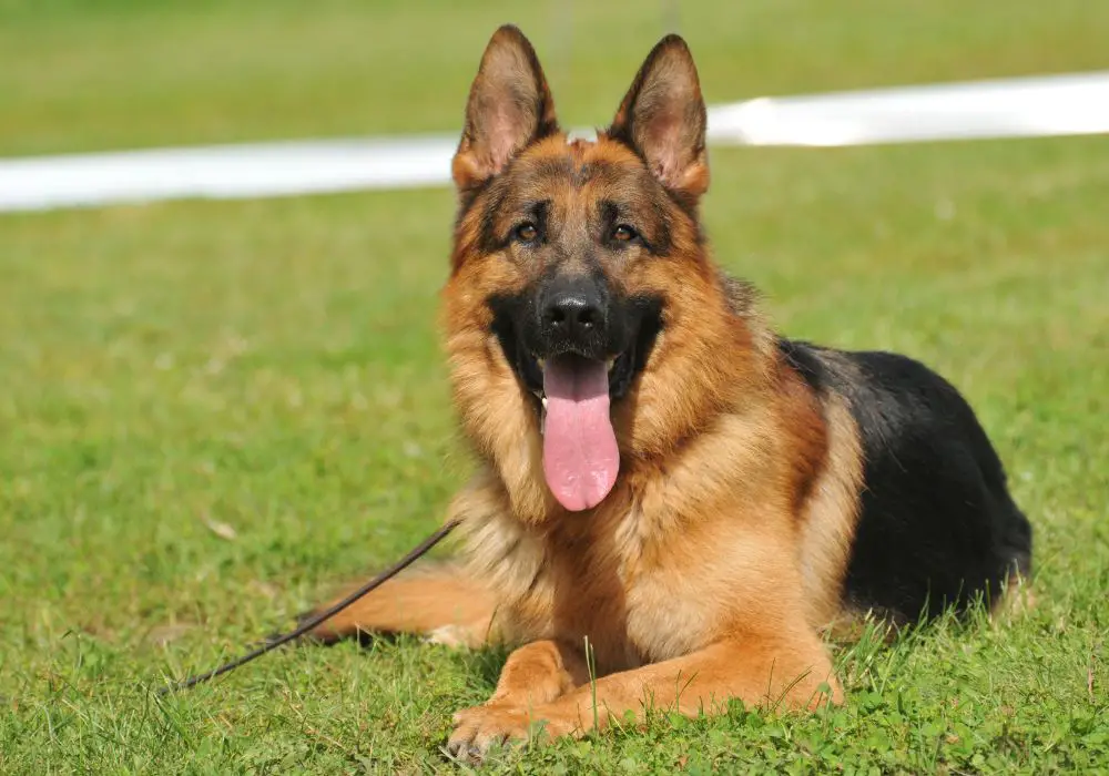 Deciduous Teeth in German Shepherd Puppies