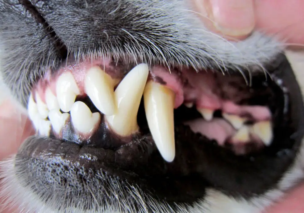 Dental Chews and Treats - A Helpful Supplement
