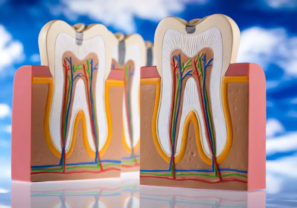 Detailed tooth anatomy