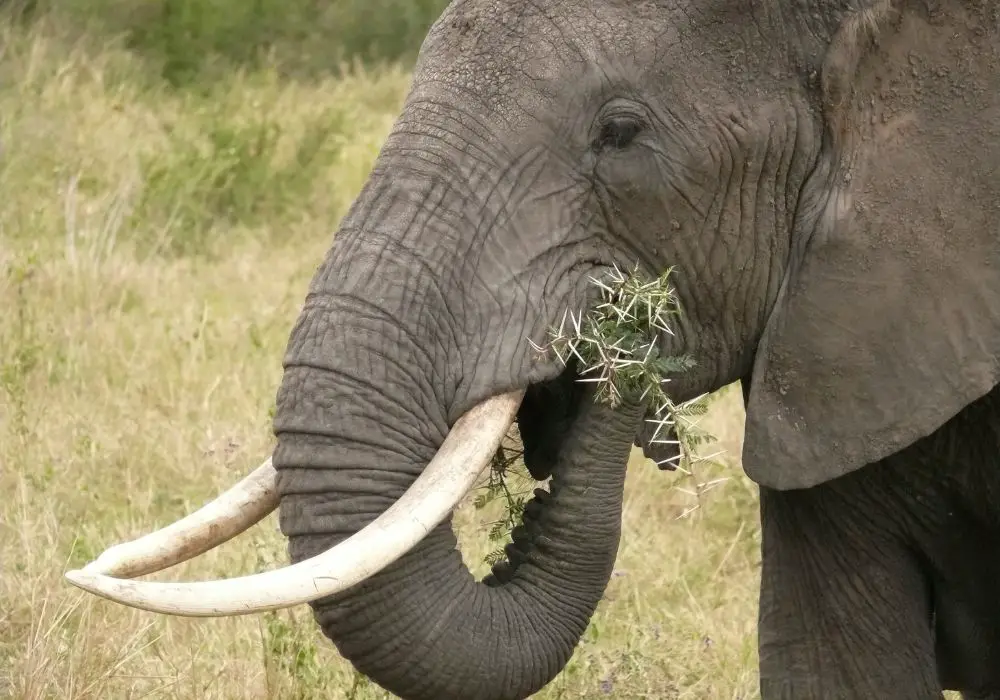 Development and Growth of Elephant Teeth