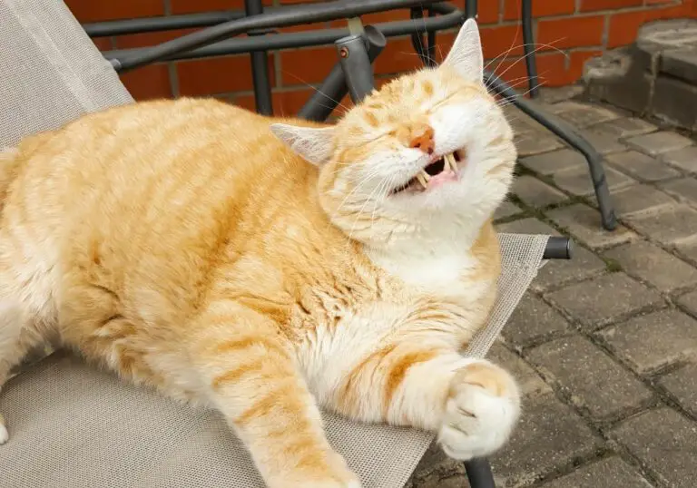 Why Is My Cat Chattering His Teeth? (A Comprehensive Guide)