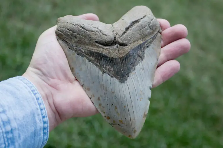 Digging for Megalodon Teeth in California: Your Guide to the Best Spots