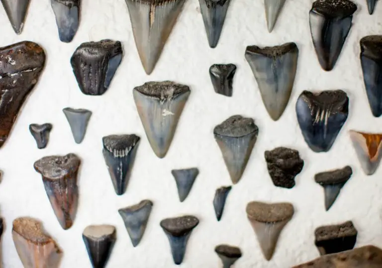 Discovering Shark Teeth at Folly Beach: Your Guide to a Fun and Exciting Adventure!