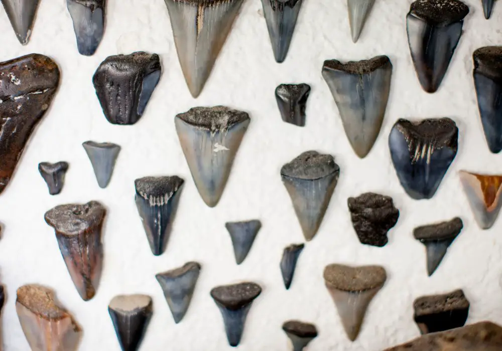 Discovering Shark Teeth at Folly Beach Your Guide to a Fun and