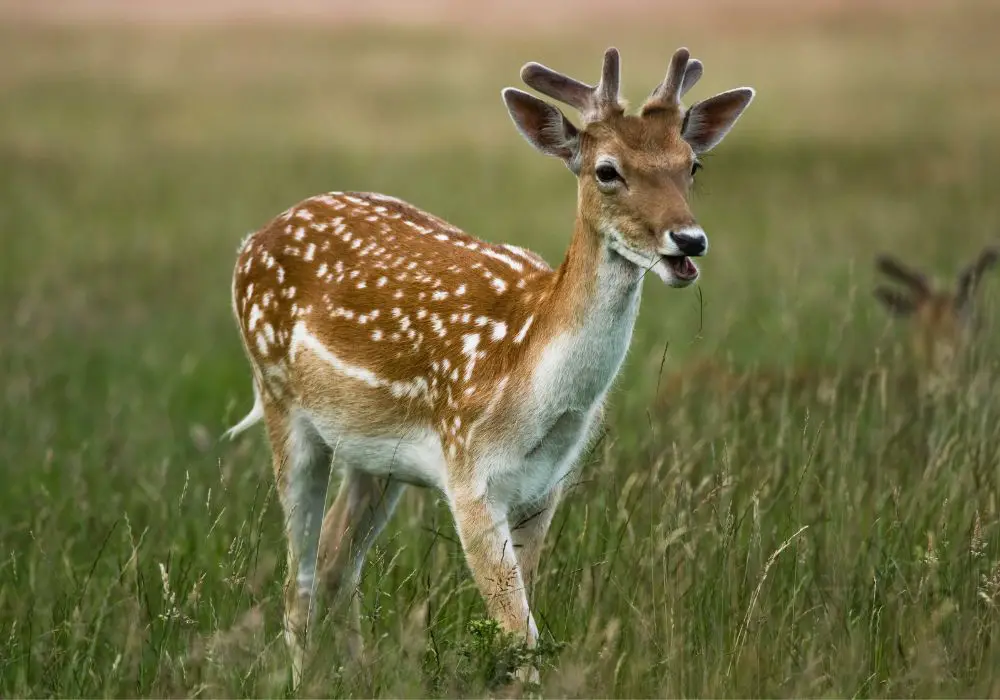 Diverse Foraging Patterns Sustain Deer Throughout the Year