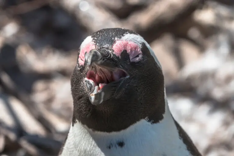 Do African Penguins Have Teeth? Everything you need to know!
