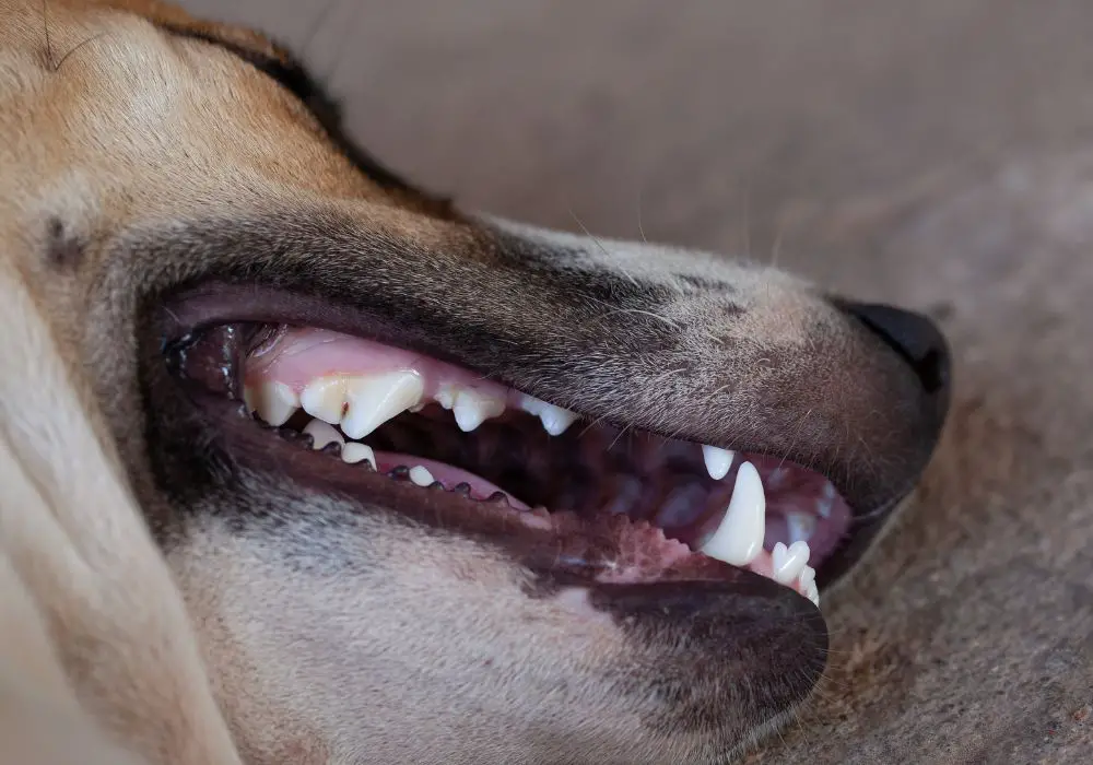 Do Puppies Also Have Blunt Teeth?