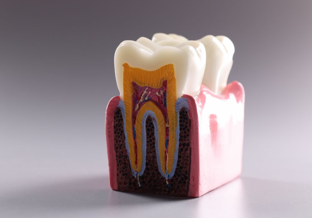 Do Teeth Need Nerves to Survive?