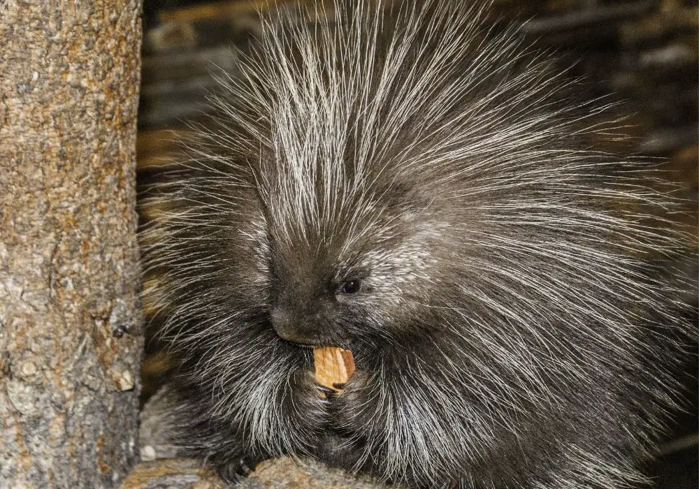 Do all rodents have orange teeth