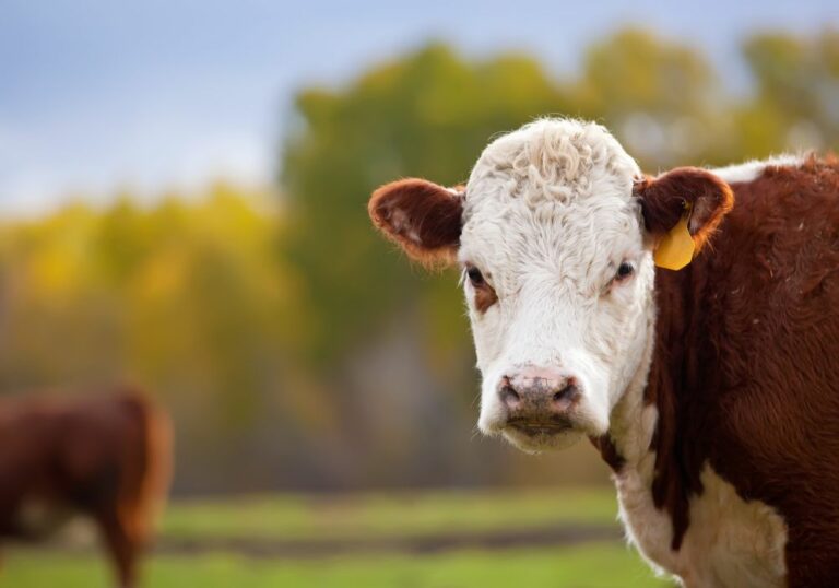 Do cows have canine teeth? Facts About cows teeth!