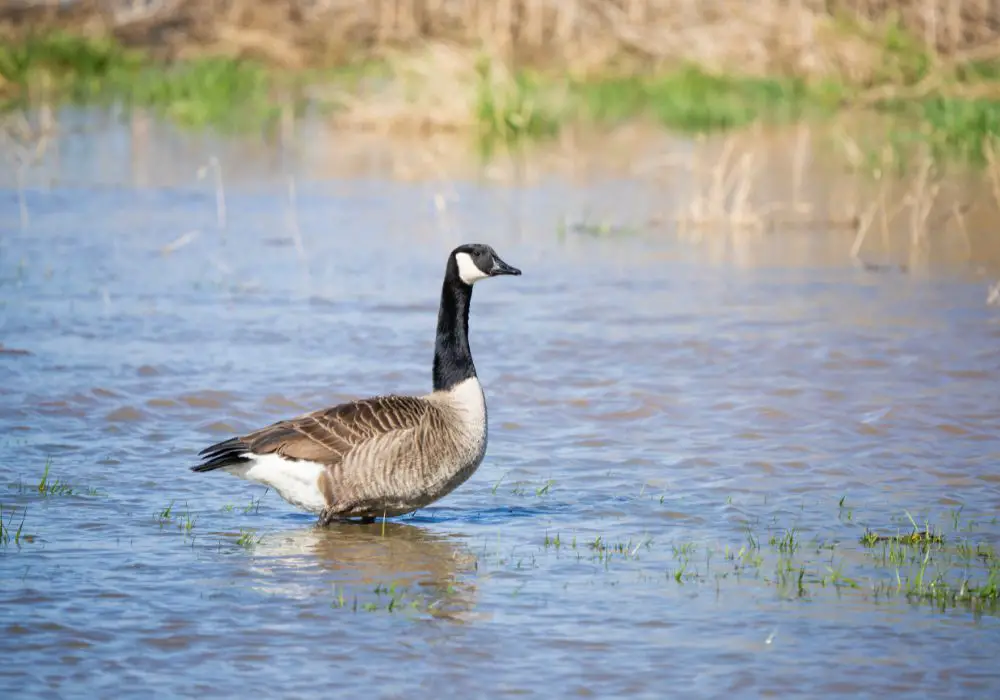 Do geese have teeth on their tongues?